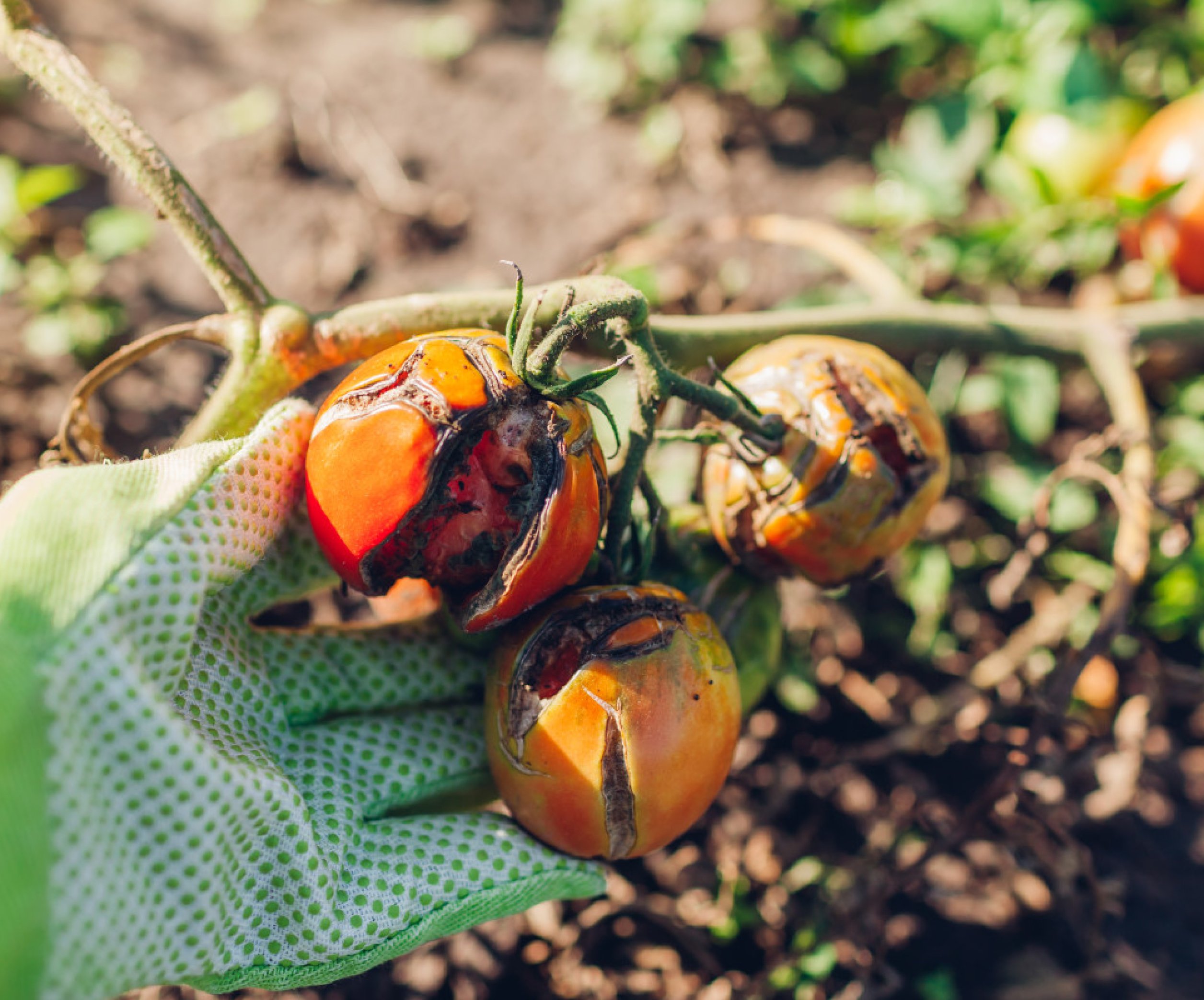 Как избавиться от фитофторы на томатах — рецепт подкормки с копеечнымаптечным средством - Телеграф